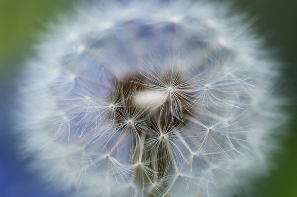 dandelion