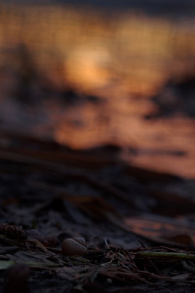 Evening Light