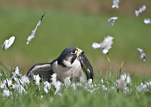 Falcon plucking pigeon