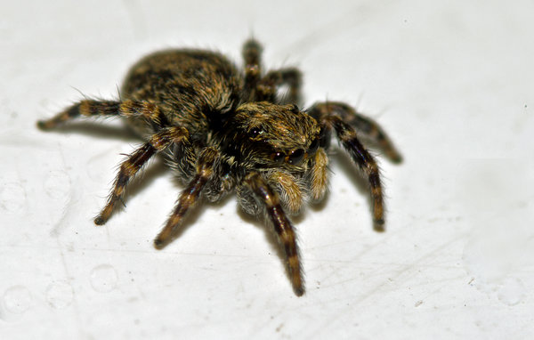 Furry Little Friend
