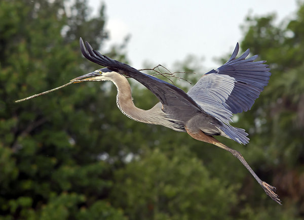 Great Blue With Branch
