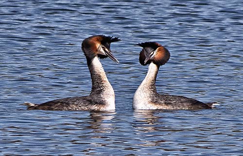 Great Crested Grebe