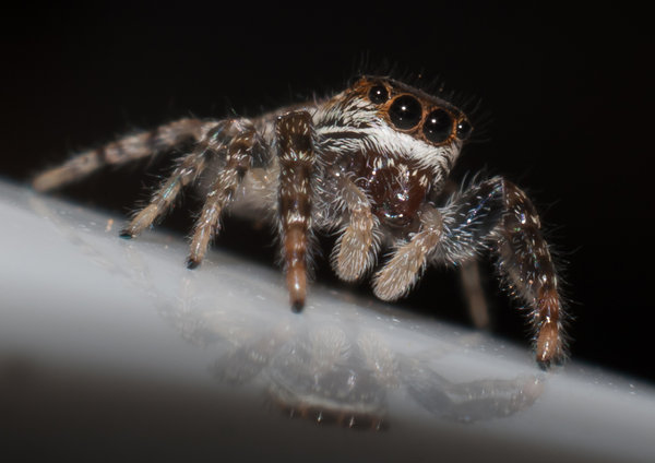 Jumping Spider