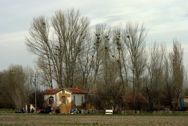 Junk Dealer's House