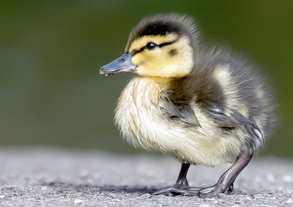 Learning to Quack