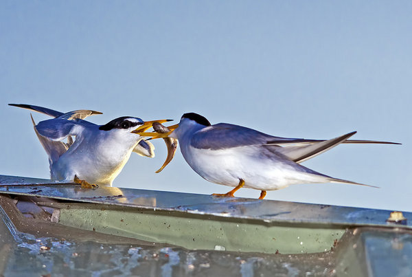 Least Tern Exchange
