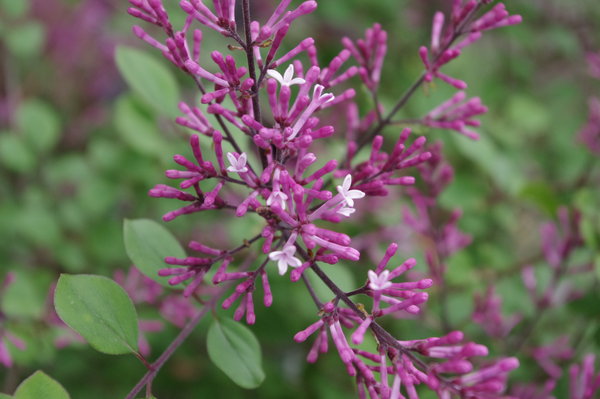 Lilac time