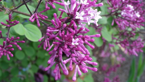 Lilac time