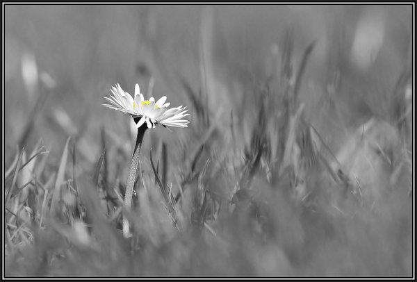 Lonesome