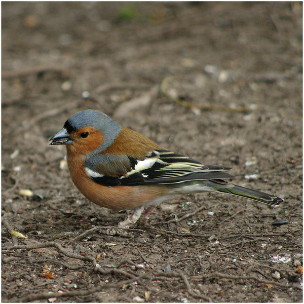 Male Chaffinch