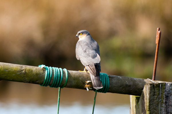 Male Sparrowhawk