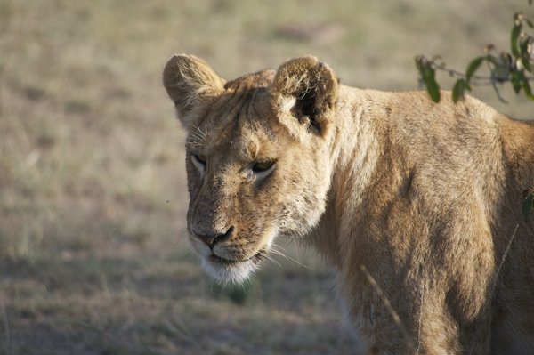 Marsh Pride Lioness