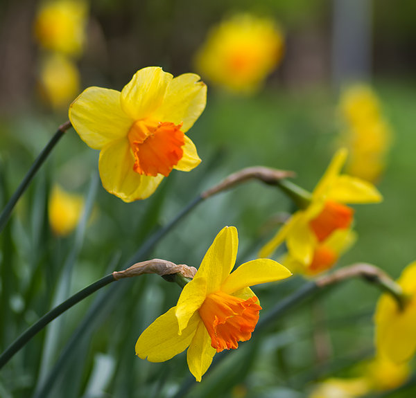 Mellow yellow
