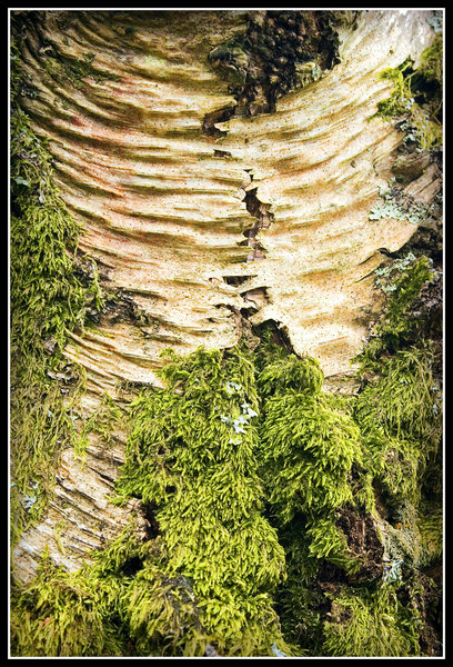 Moss and Birch Bark