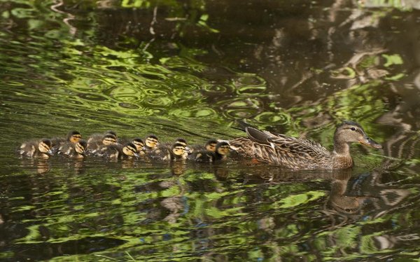 Mother's pride