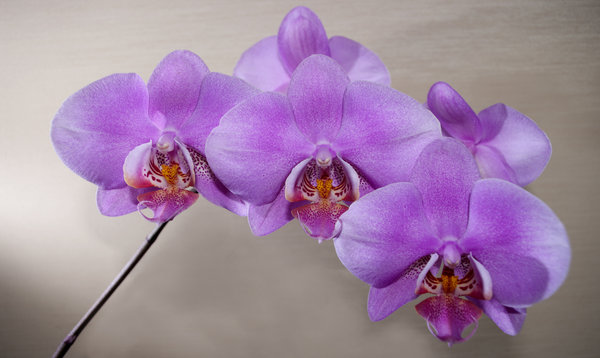 orcid