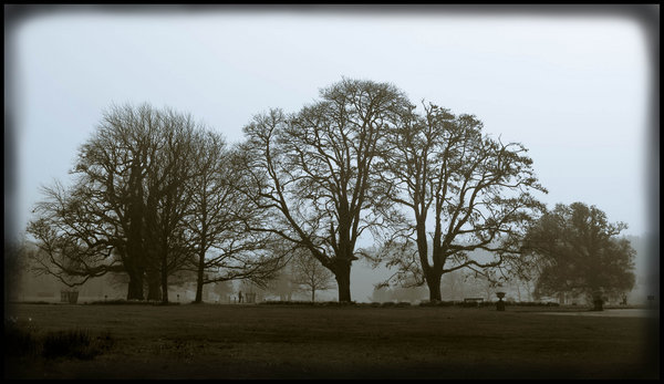 Parkland