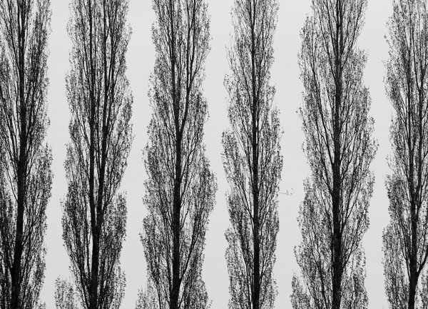 Poplars