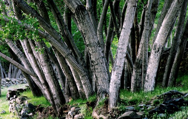 Poplars