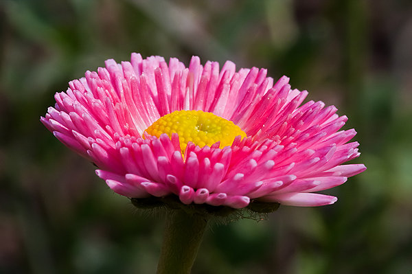 Pretty flower
