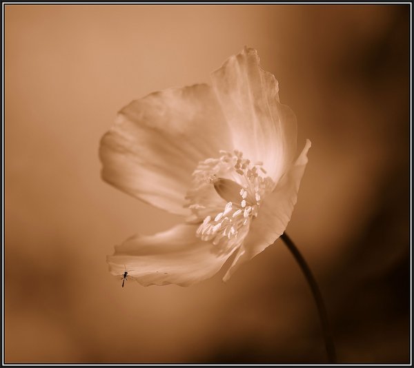 Softly ...