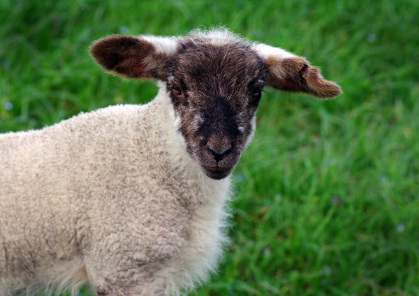 Spring Lamb