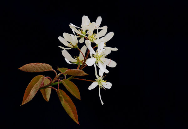 spring view