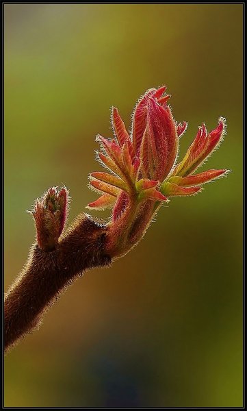 Stags Horn Sumach