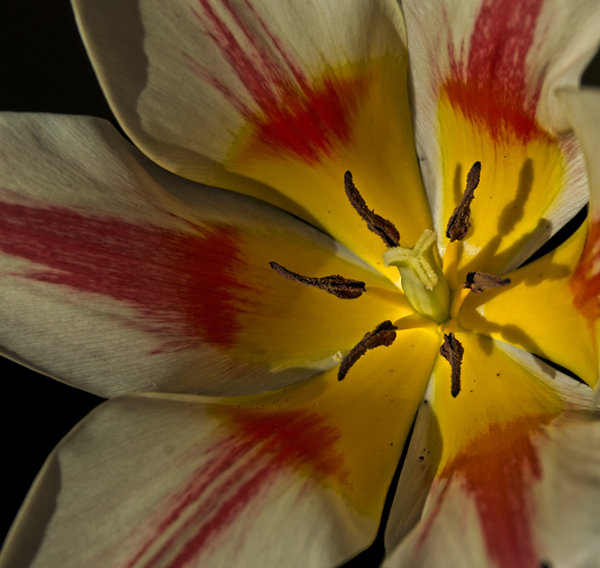 Stamens