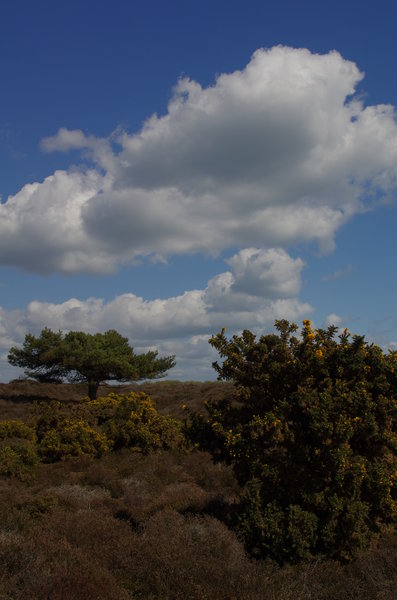 Studland (2)
