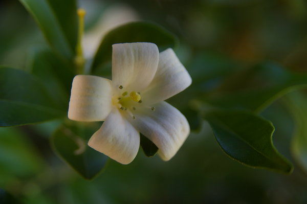 Test Shot