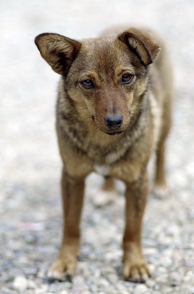 The Dog