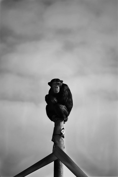 The Lone Chimp
