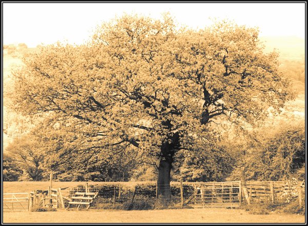 Tree and fence