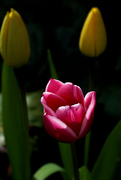 Tulip trio