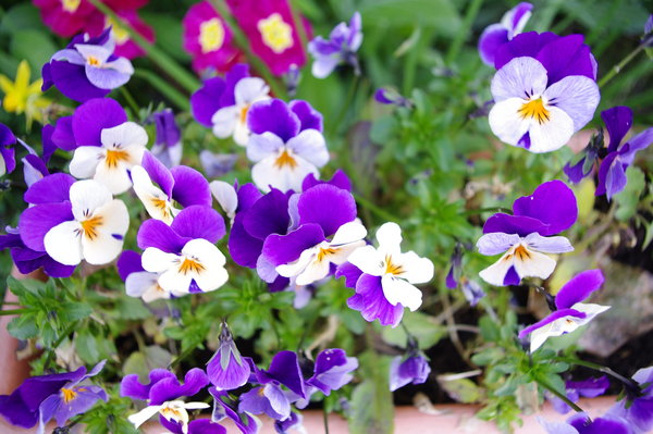 Violas,