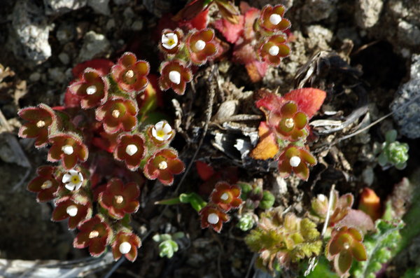 Wild Flower