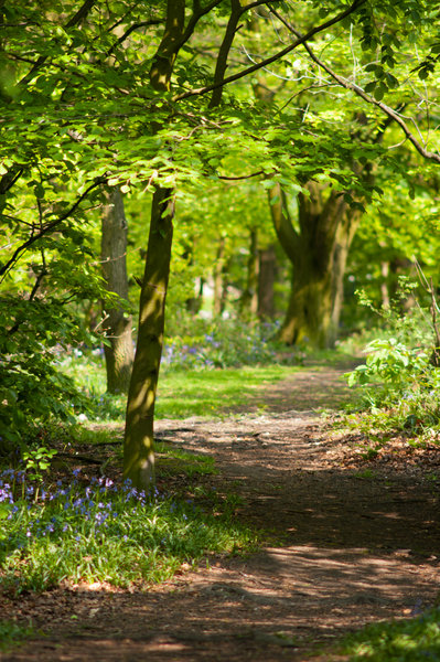 Winding Path