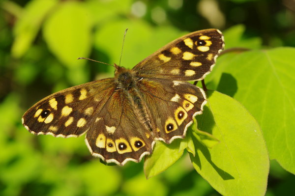 Speckled Wood Butterfly