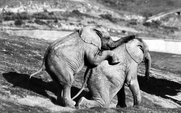 Baby Elephants playing around