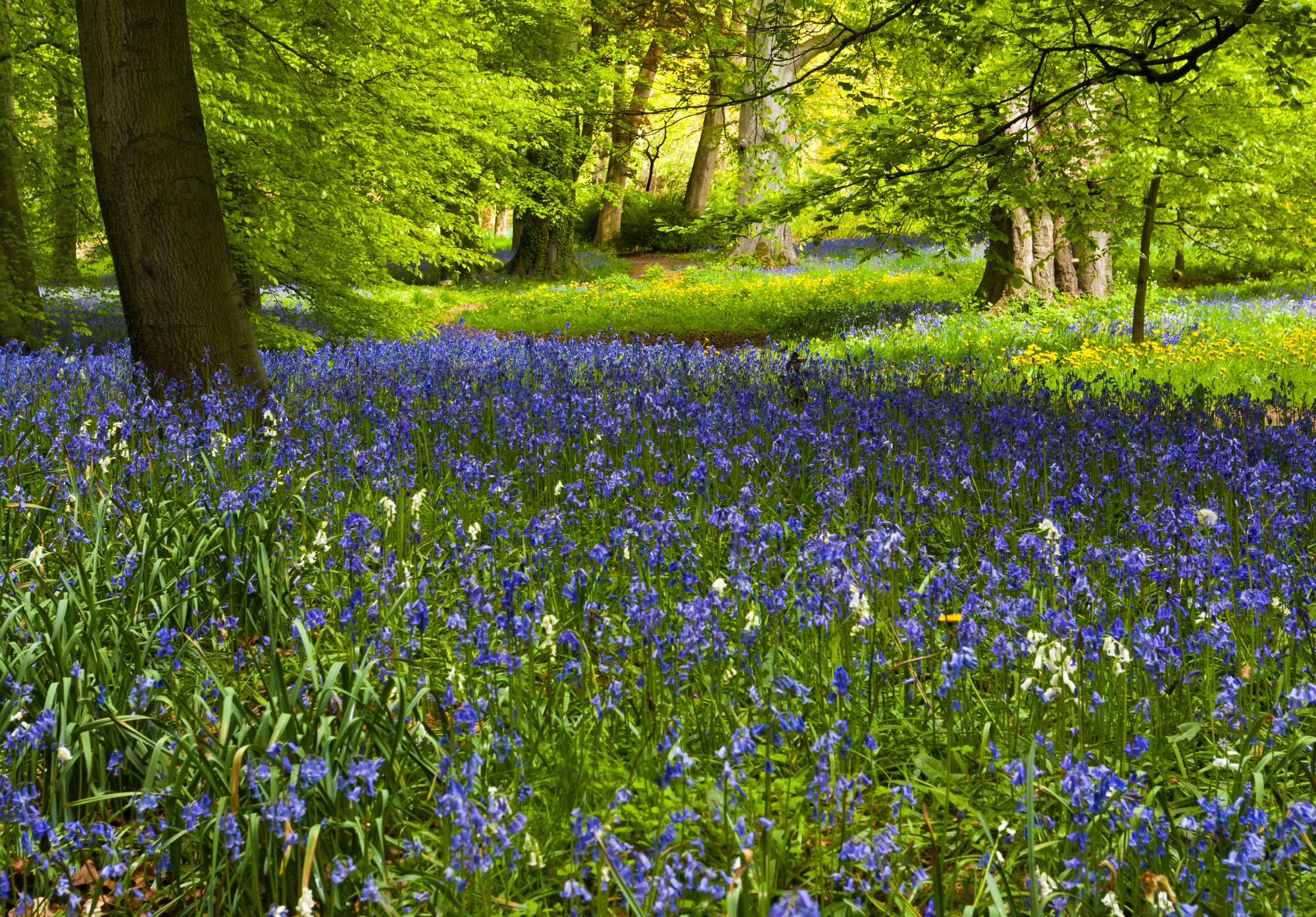 A Carpet of Bluebells