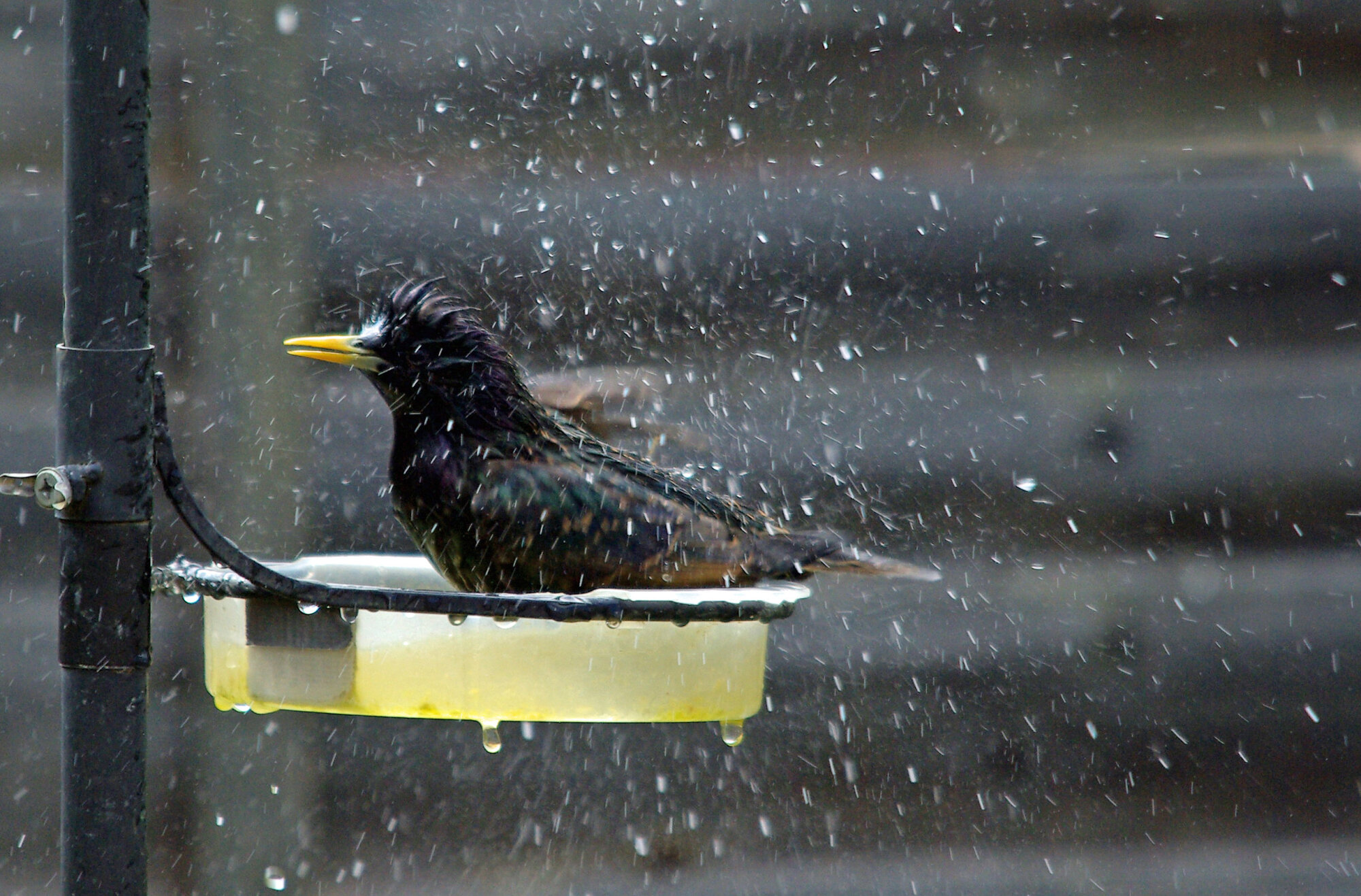 bird bath