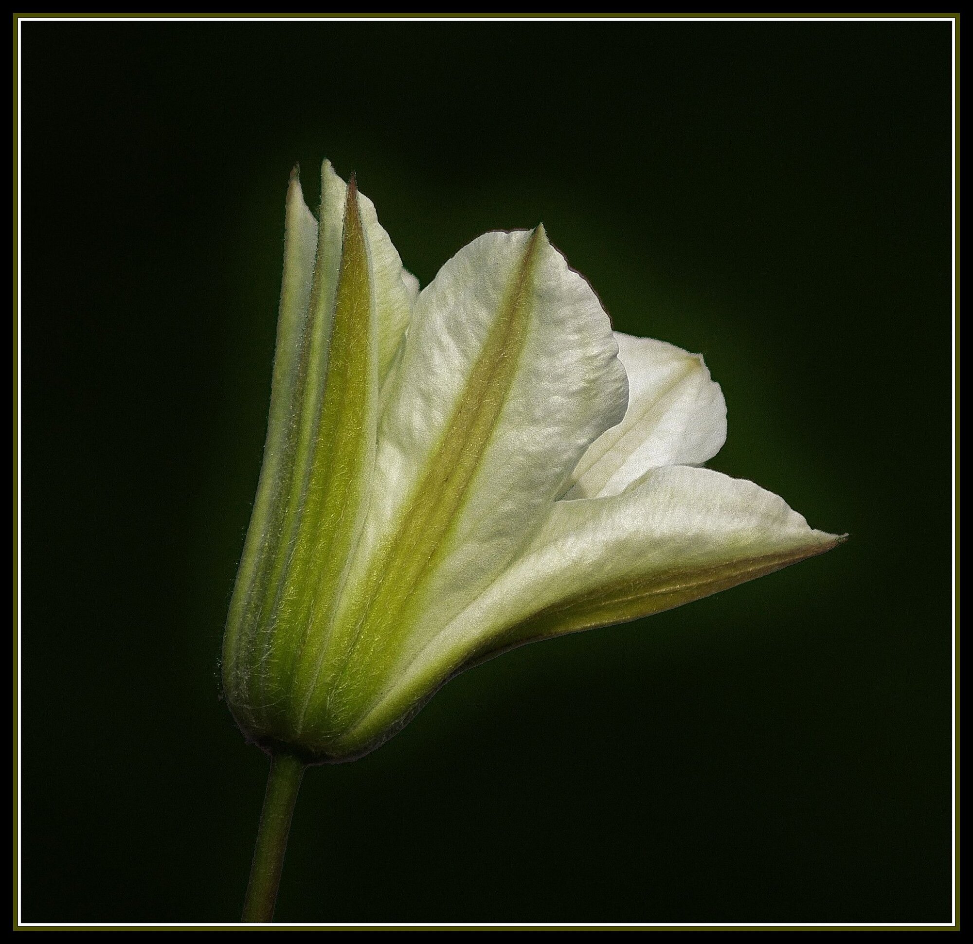 Clematis Poulala