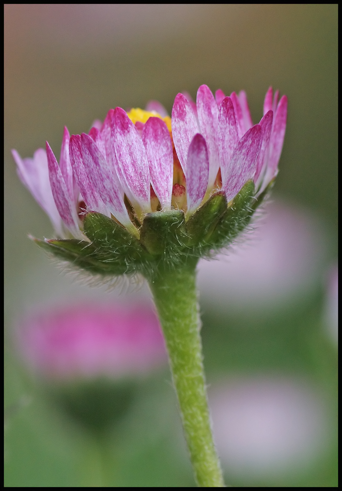 Daisy