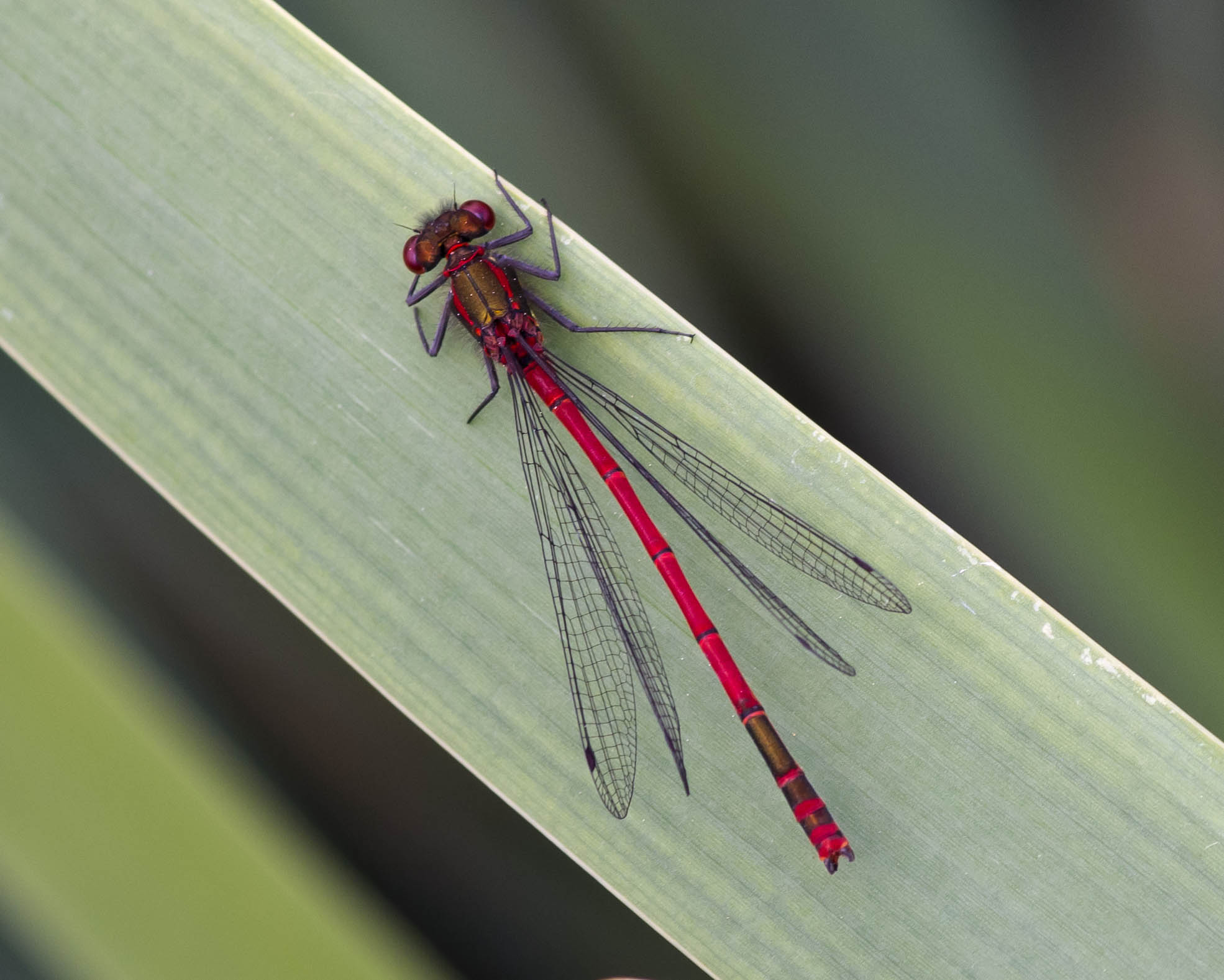 Damselfly