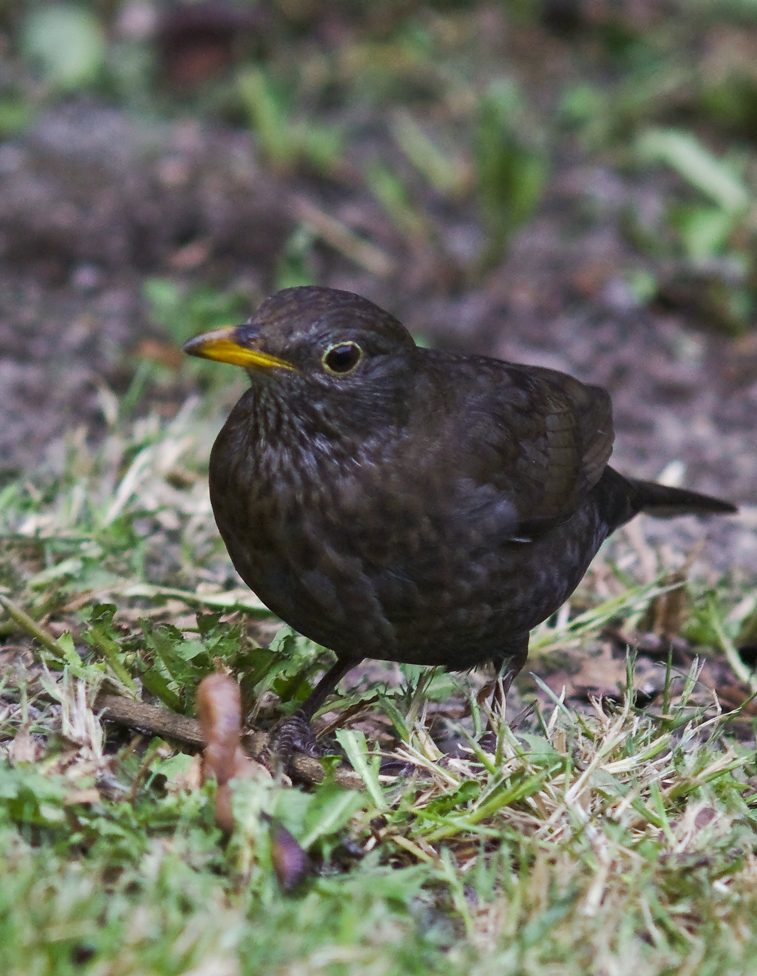 Female Blackird