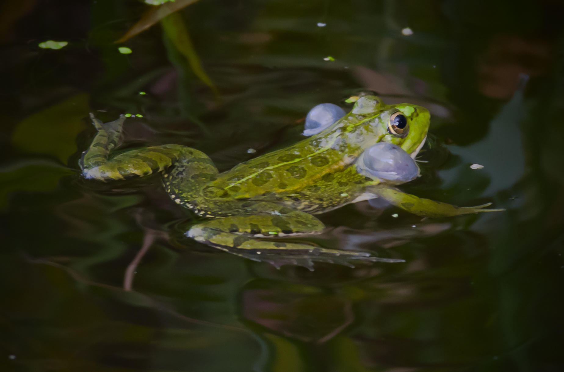 Frog
