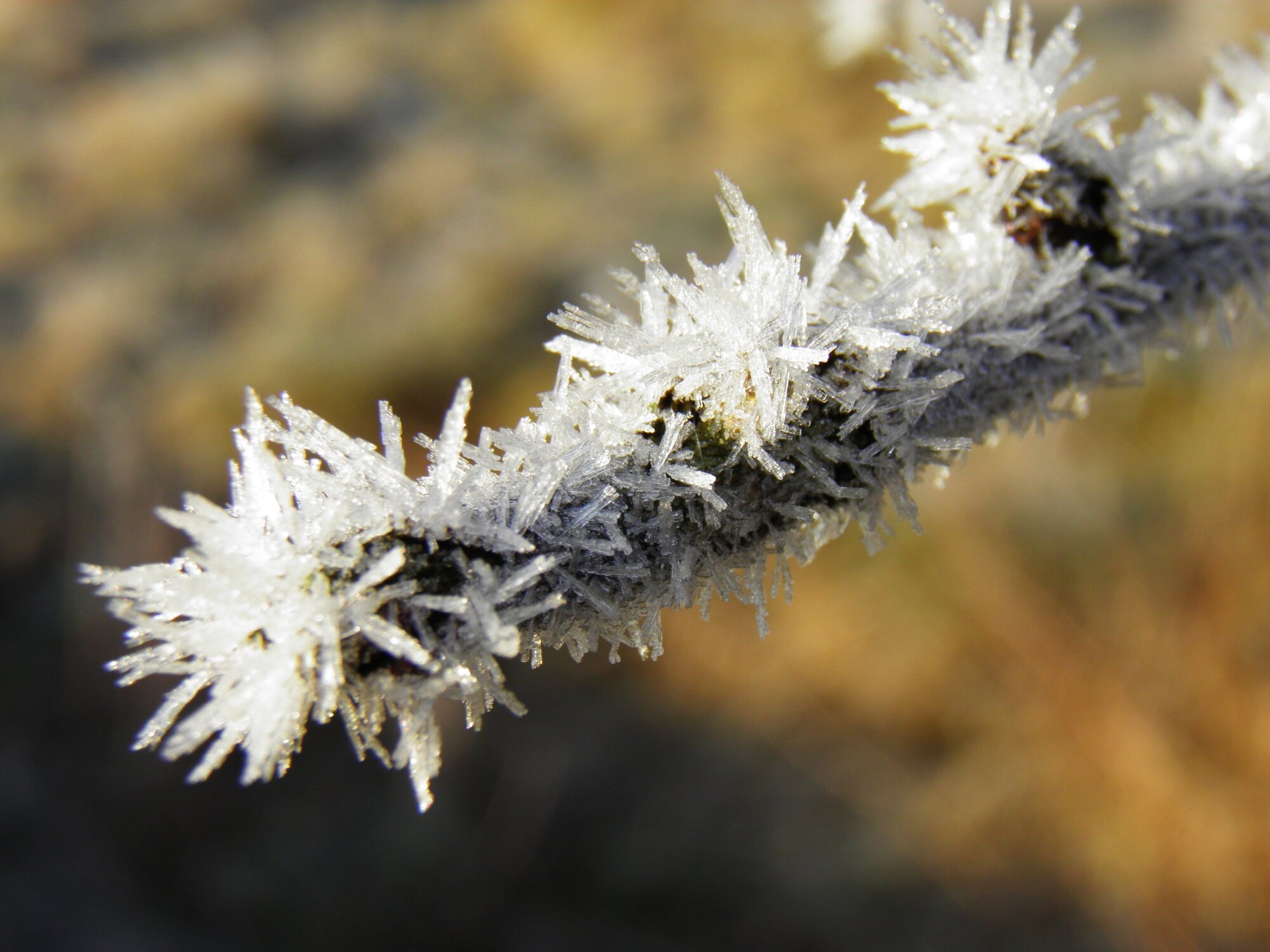 frosty