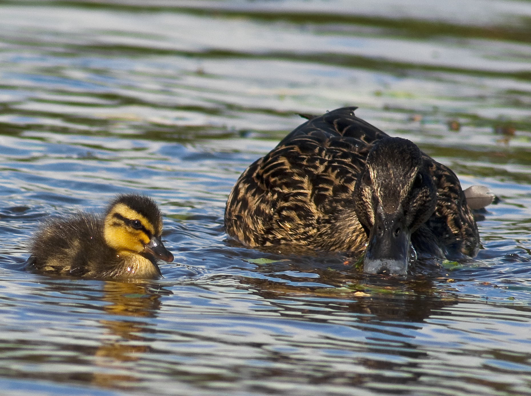 Learning from Mum
