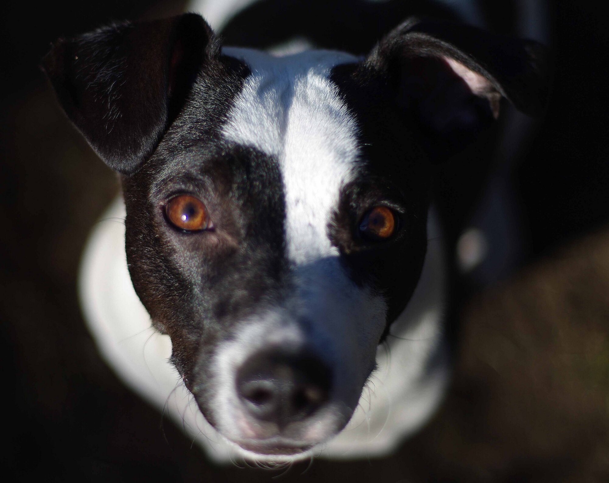 My dog Minnie